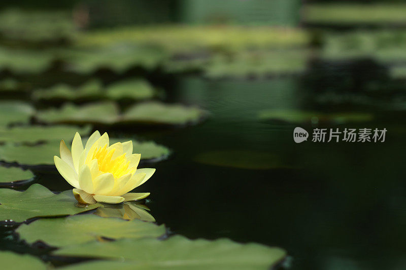 荷花黄，叶绿