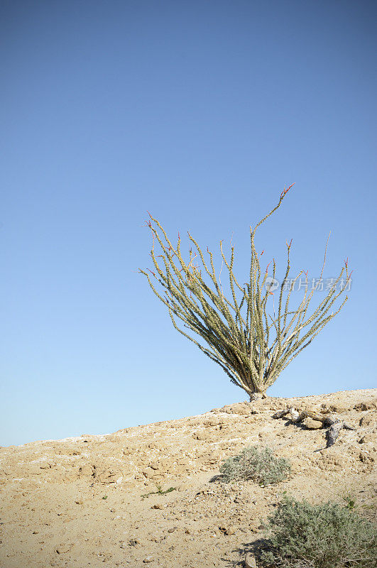 沙漠Occotillo