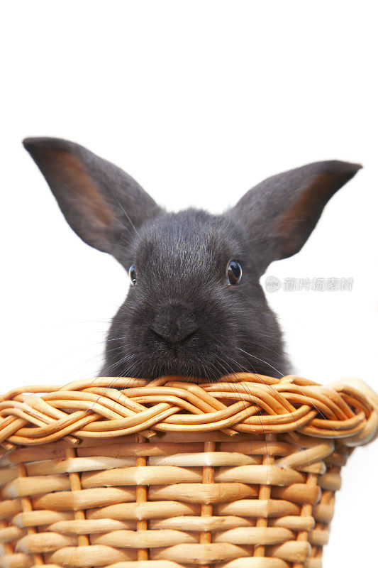 篮子里有彩蛋的复活节兔子