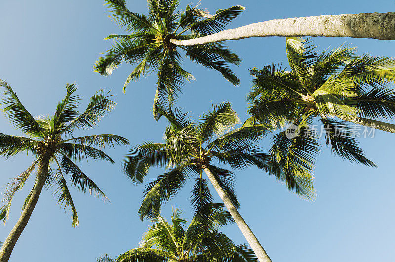 高大的热带棕榈树蓝天背景