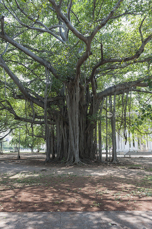 古巴哈瓦那市中心的一棵非常大的老榕树