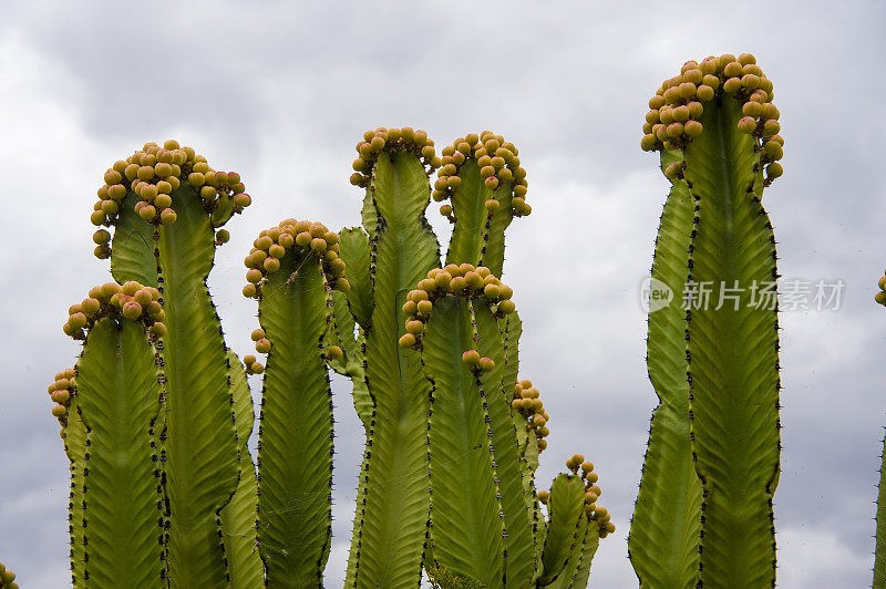 秘鲁苹果仙人掌