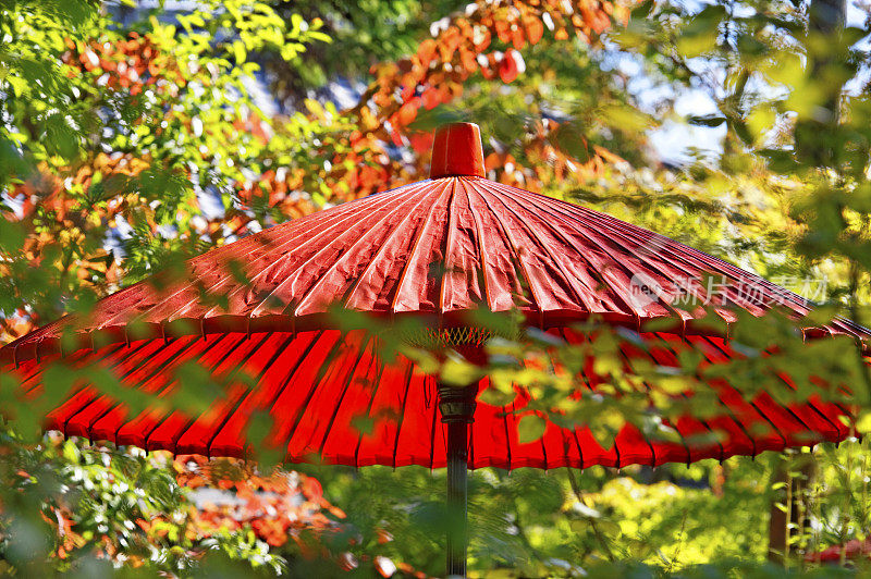 日本红雨伞