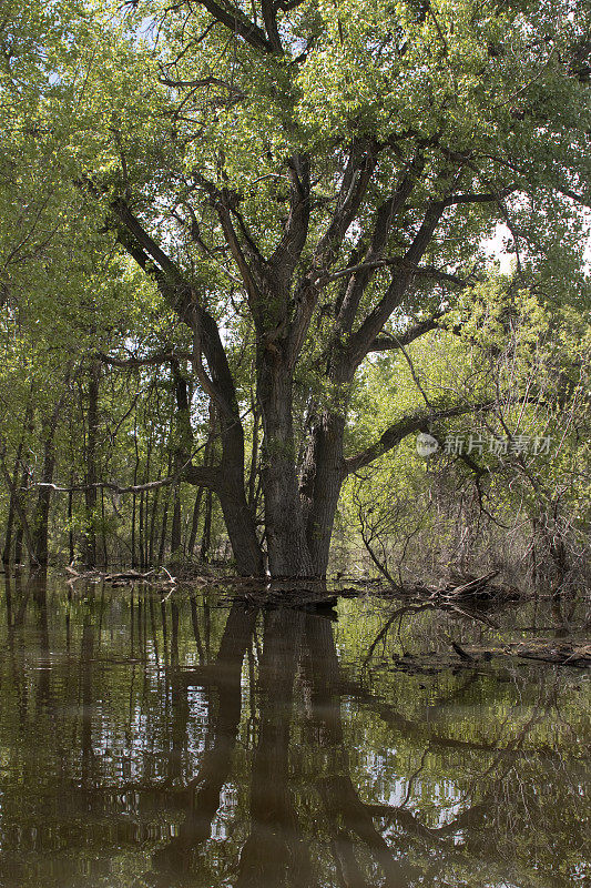 科罗拉多州查特菲尔德州立公园被洪水淹没的杨木林
