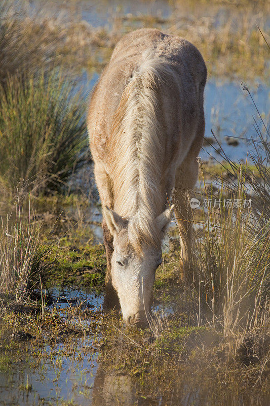 湿地中的白马