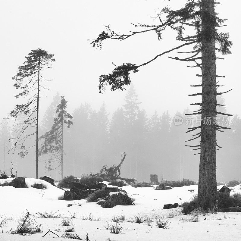 雪天里的云杉森林，波西米亚
