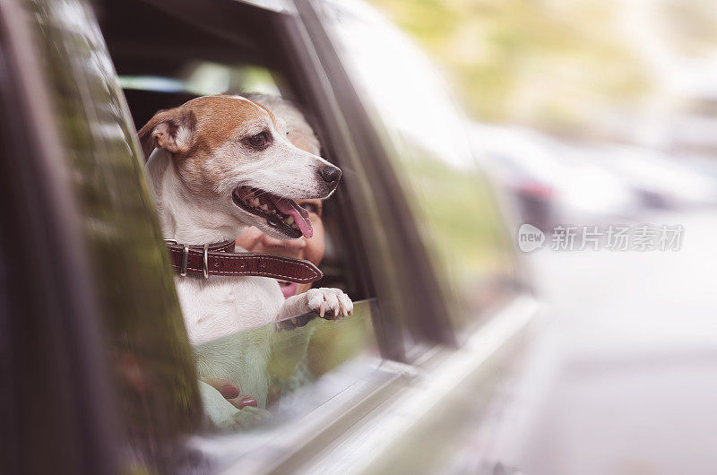 带着狗开车的女人