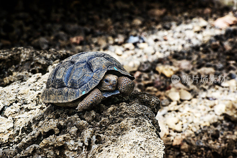 年轻的西班牙巨龟，加拉帕戈斯群岛