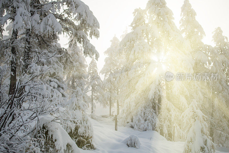 雪花落在树上