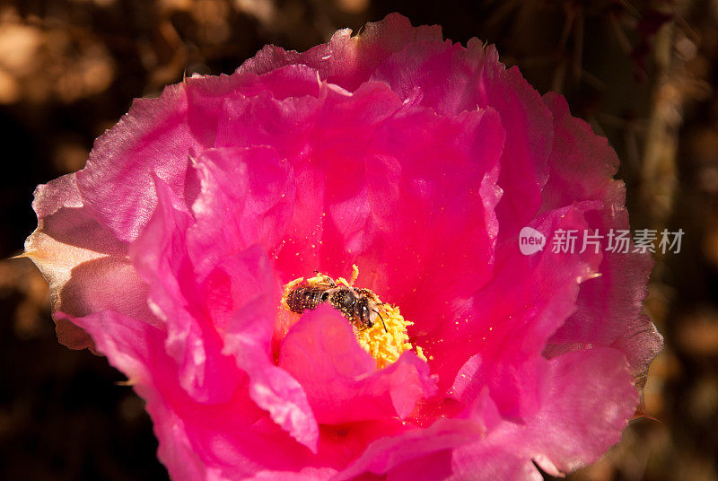 近距离蜜蜂授粉粉红色的仙人掌花锡安国家公园犹他州