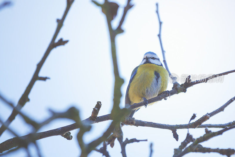 小bluetit