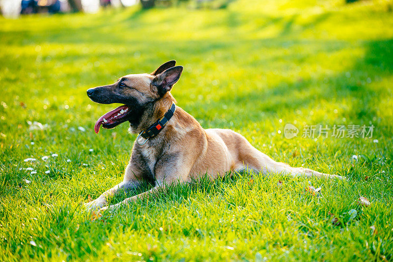 美丽的雄性比利时玛利诺犬-比利时牧羊犬