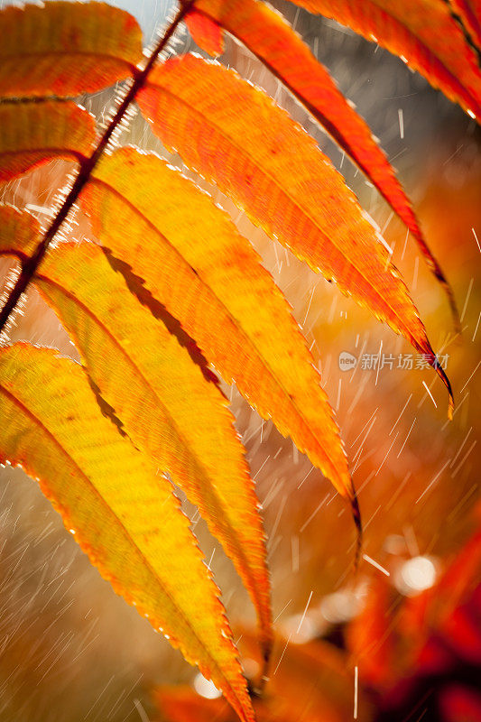 在短暂的暴雨中，五颜六色的橙色叶子。