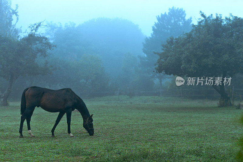 马吃草。