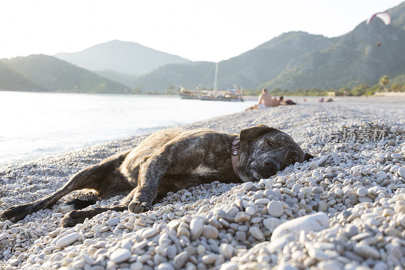 海滩上的狗