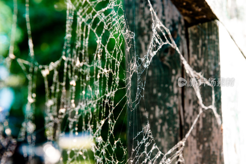 蜘蛛网在近距离照片在自然界靠近树