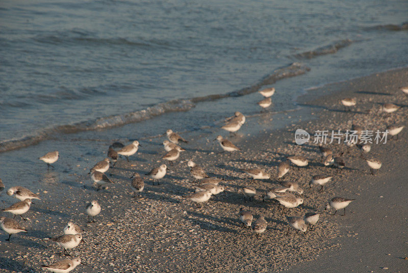 特写水鸟在佛罗里达坦帕湾海岸觅食