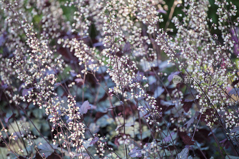 紫花植物野外特写