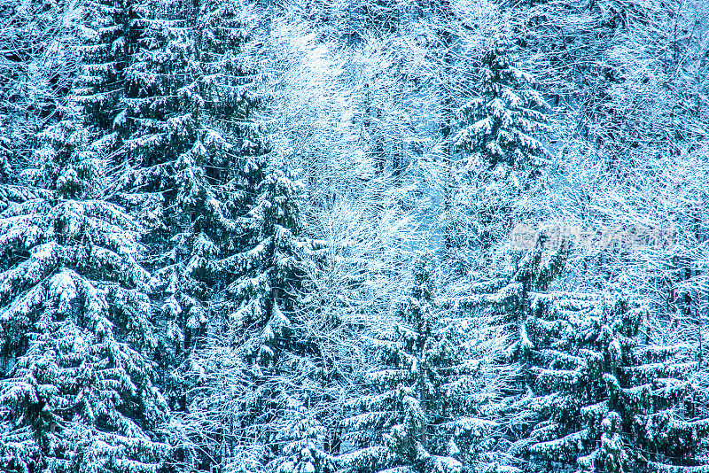 雪在树木的针叶林背景