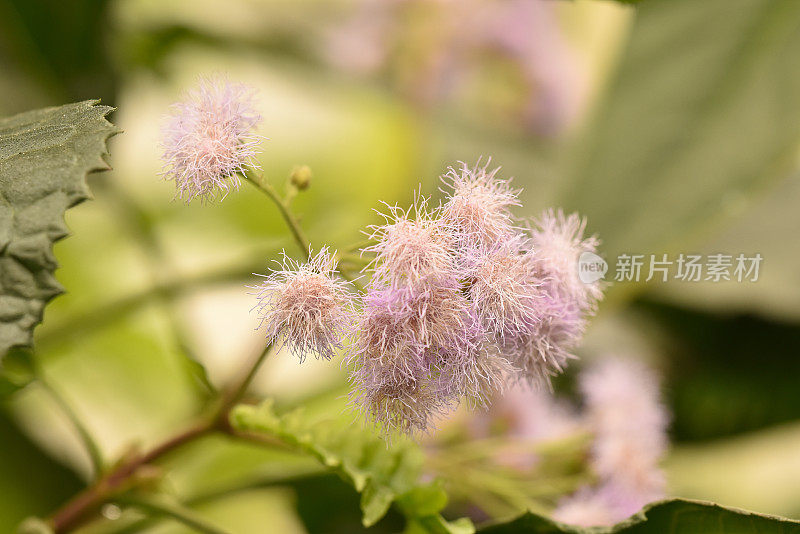 粉红色开花植物特写镜头