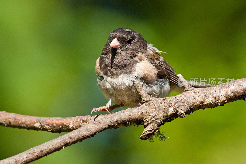 黑眼Junco(粉红边)