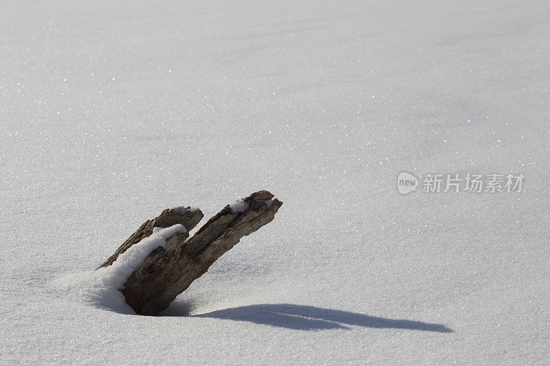 白色空旷雪地上的枯木