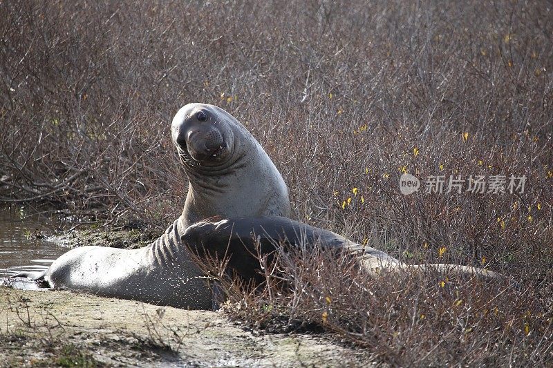 象海豹的战斗