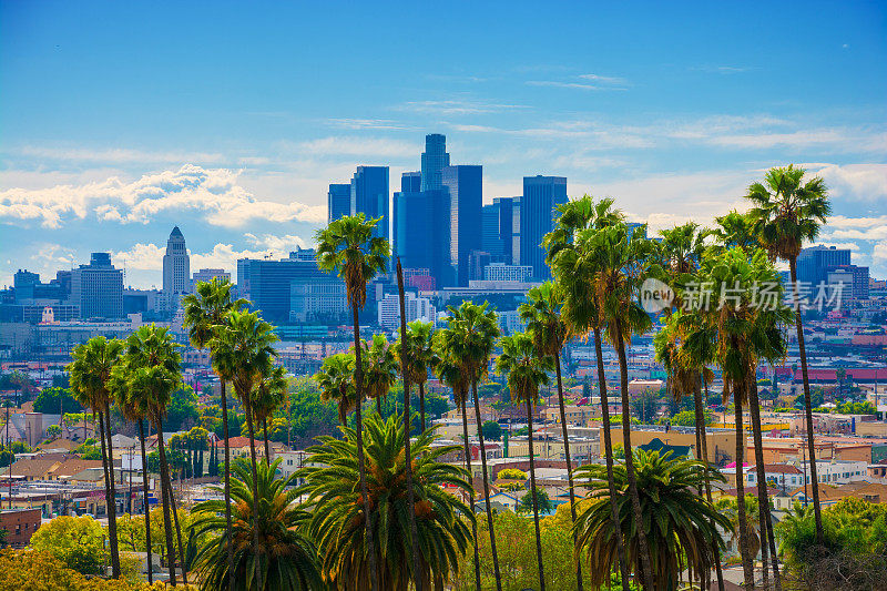 洛杉矶天际线背光天线与生动的绿色棕榈树