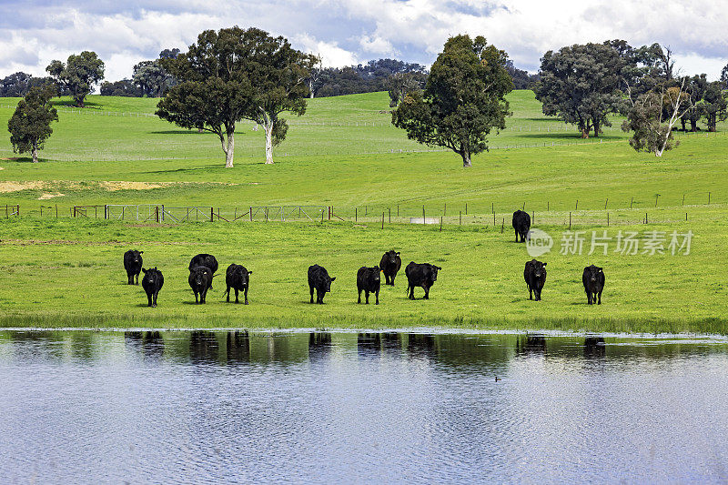 一群黑色的牛在绿油油的草地上