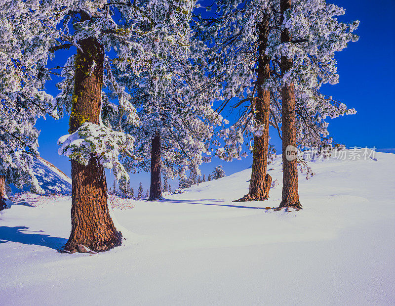 加州塔霍湖山区的冬季积雪