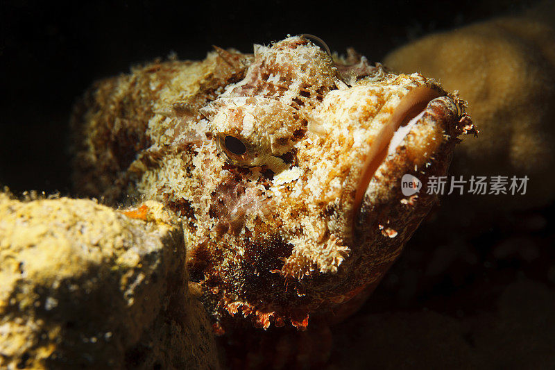 水下海洋生物珊瑚礁