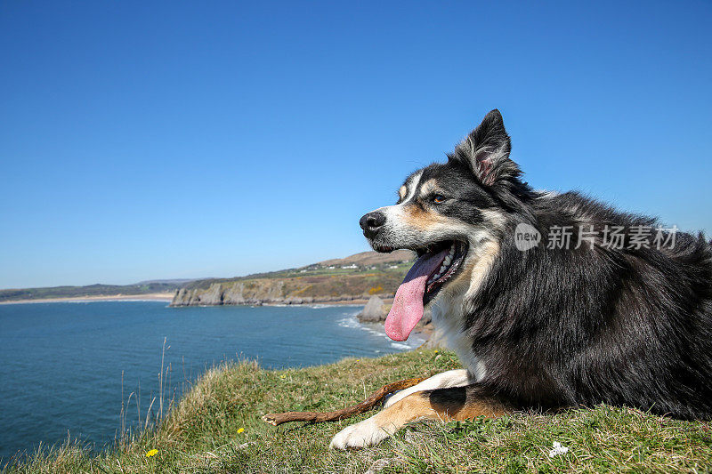 在长满草的岬角上的边境牧羊犬