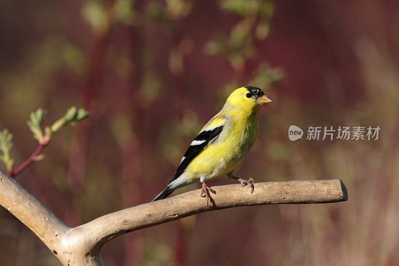 枝条上的美洲金翅雀(金翅金翅雀)。