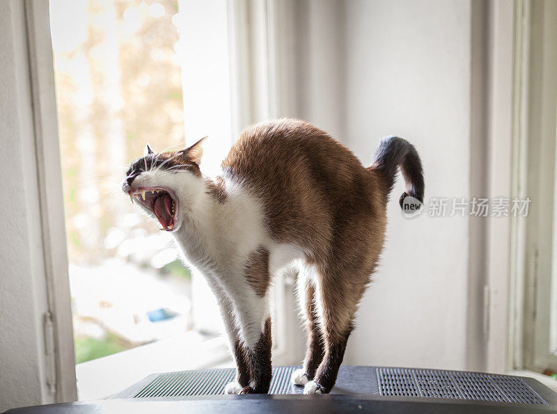 雪鞋猫