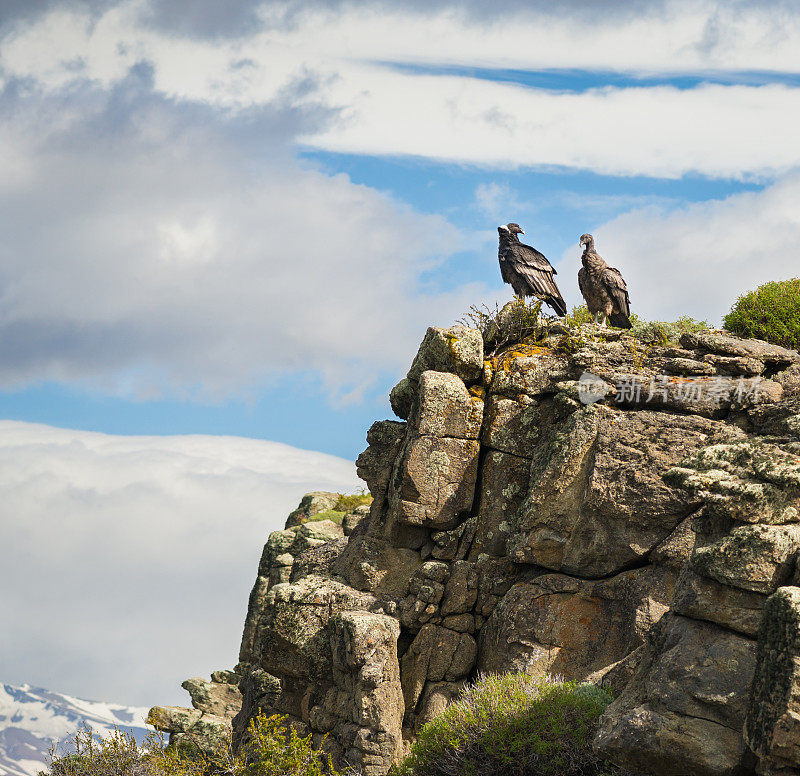 托雷斯潘恩国家公园的一对安第斯秃鹰