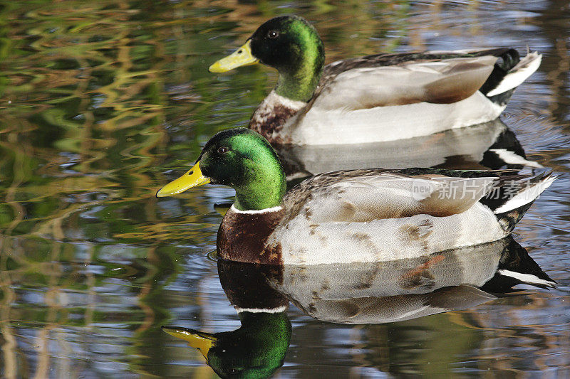 一对绿色和谐的公野鸭在阳光下游泳