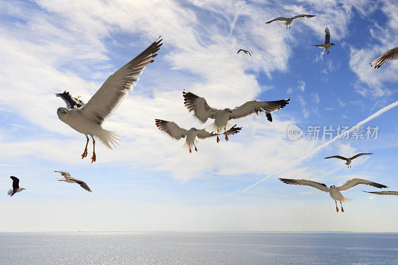 海鸥在海面上飞翔