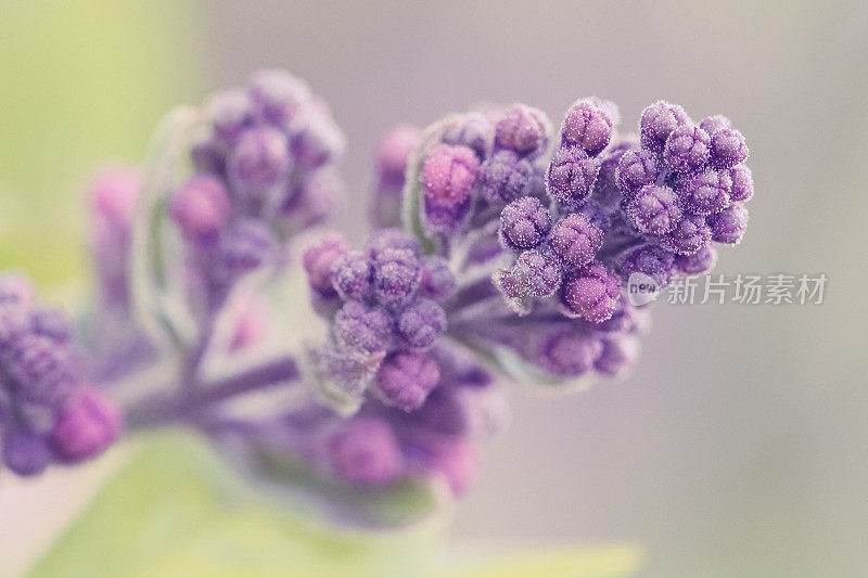 在开花前的萌芽阶段的紫丁香花