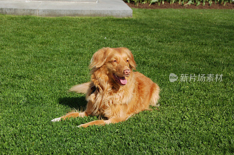 新斯科舍省鸣鸭寻回猎犬休息。