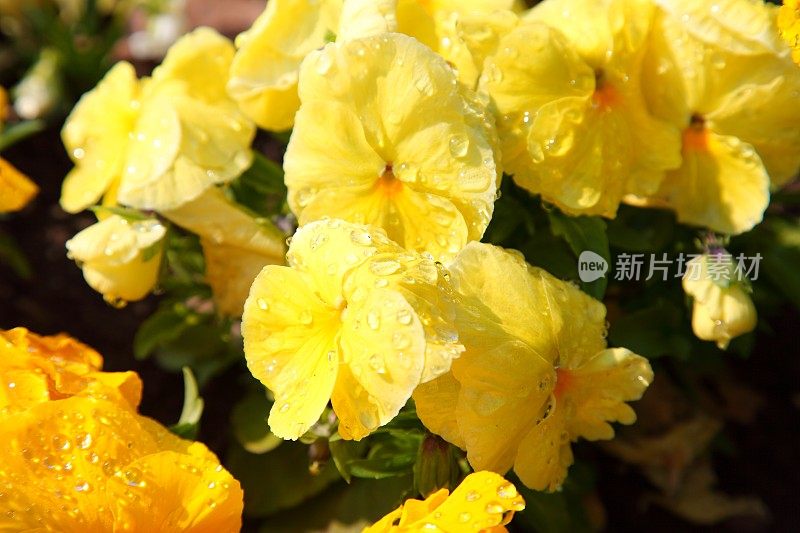 黄紫罗兰黄叶三色堇花与雨滴