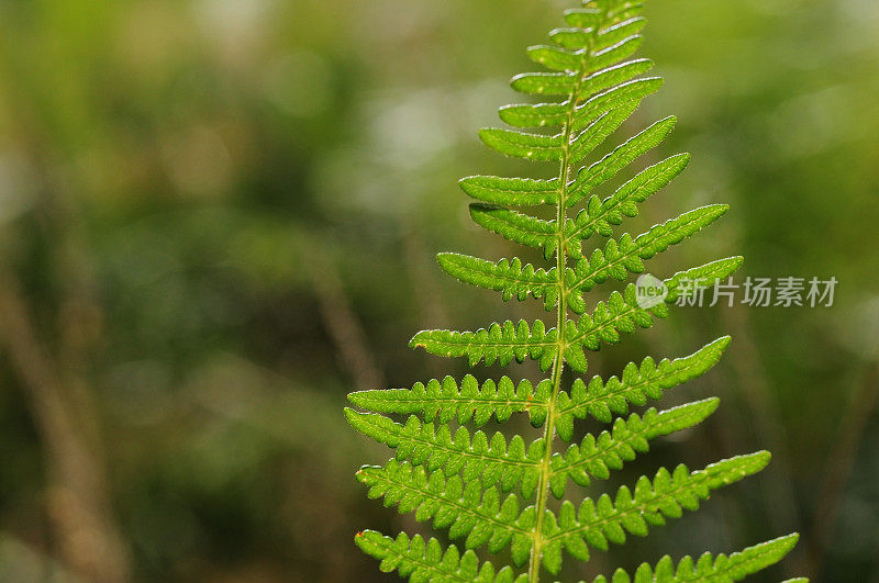 蕨类植物,英国