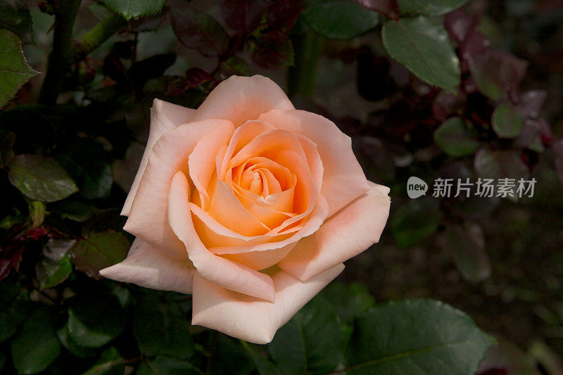 淡粉色玫瑰在花园里盛开的特写