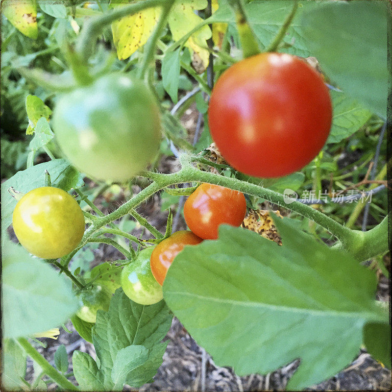 夏天花园里的樱桃番茄