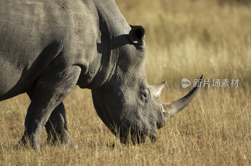 饥饿的白色rhinocerus