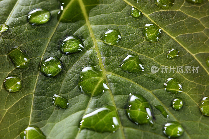 绣球花的叶子