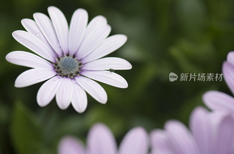 玛格丽特雏菊花头的花瓣和雨滴