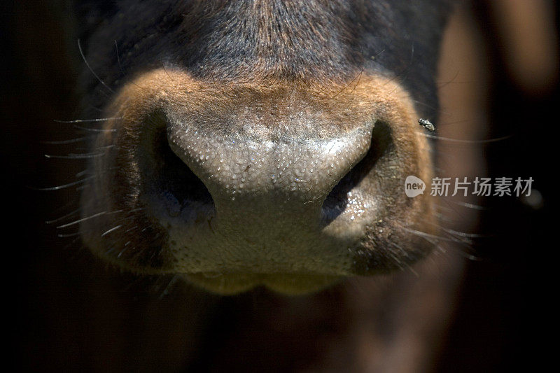 牛鼻子和马蝇