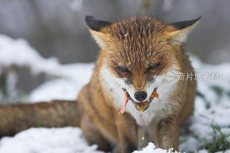 红狐狸在冬天的雪地里吃东西