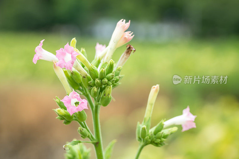 在夏日阳光下，烟草在田间开花