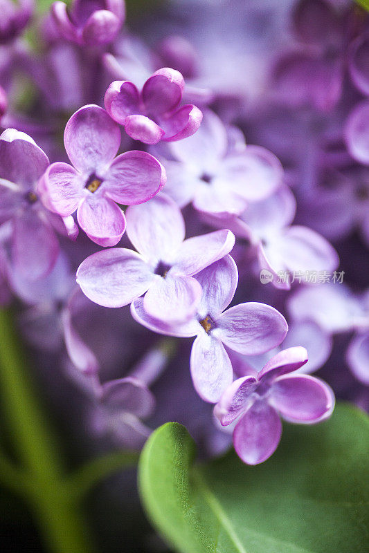 淡紫色花的紫丁香